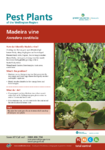 Madeira Vine preview