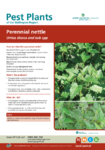 Perennial Nettle preview