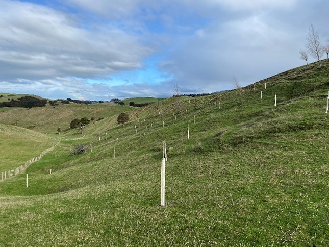 A hillside dotted with sustainable plant protectors