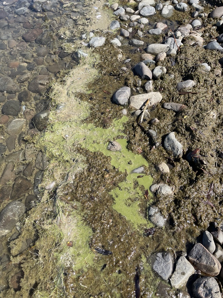 Lake Wairarapa Moana cyanobacteria 2