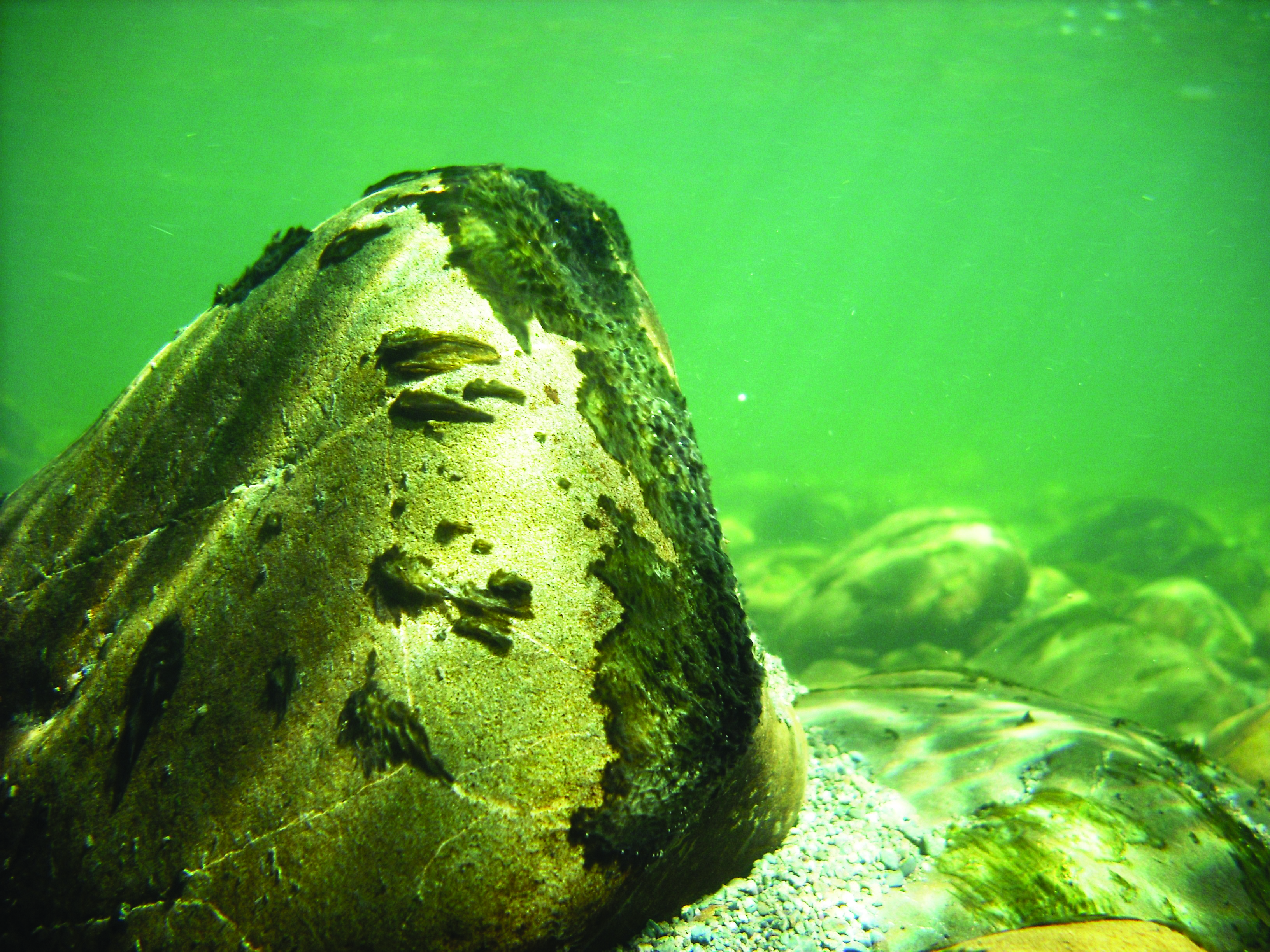 algae on rocks