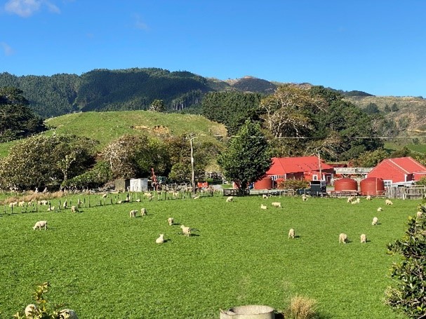 Sheep grazing at Battle Hill