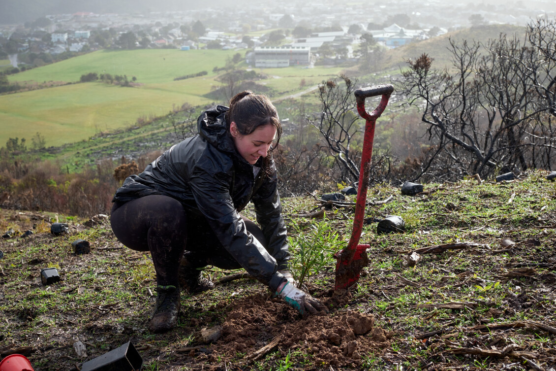 A volunteer plants a native tree