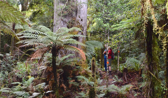 Greater Wellington Regional Council — GWRC | Te Pane Matua Taiao