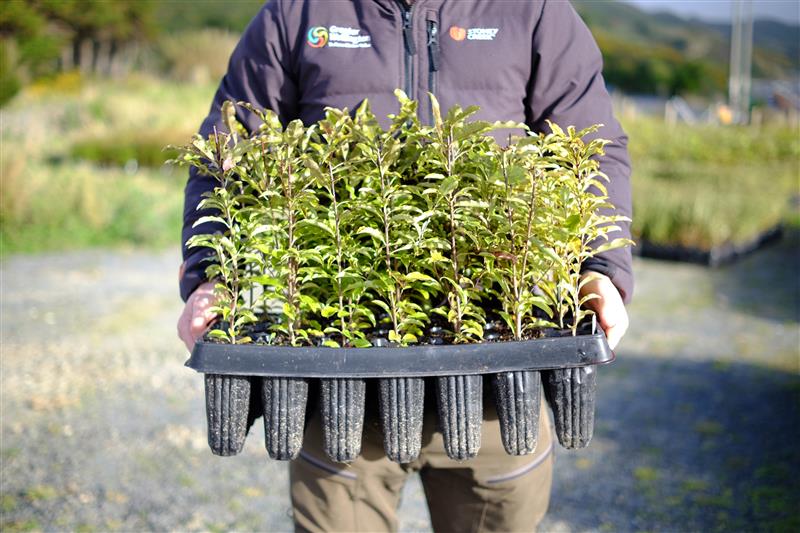 A man carries a tray of native seedlings