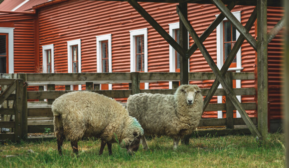 Looking for grazing opportunities? Battle Hill wants you!