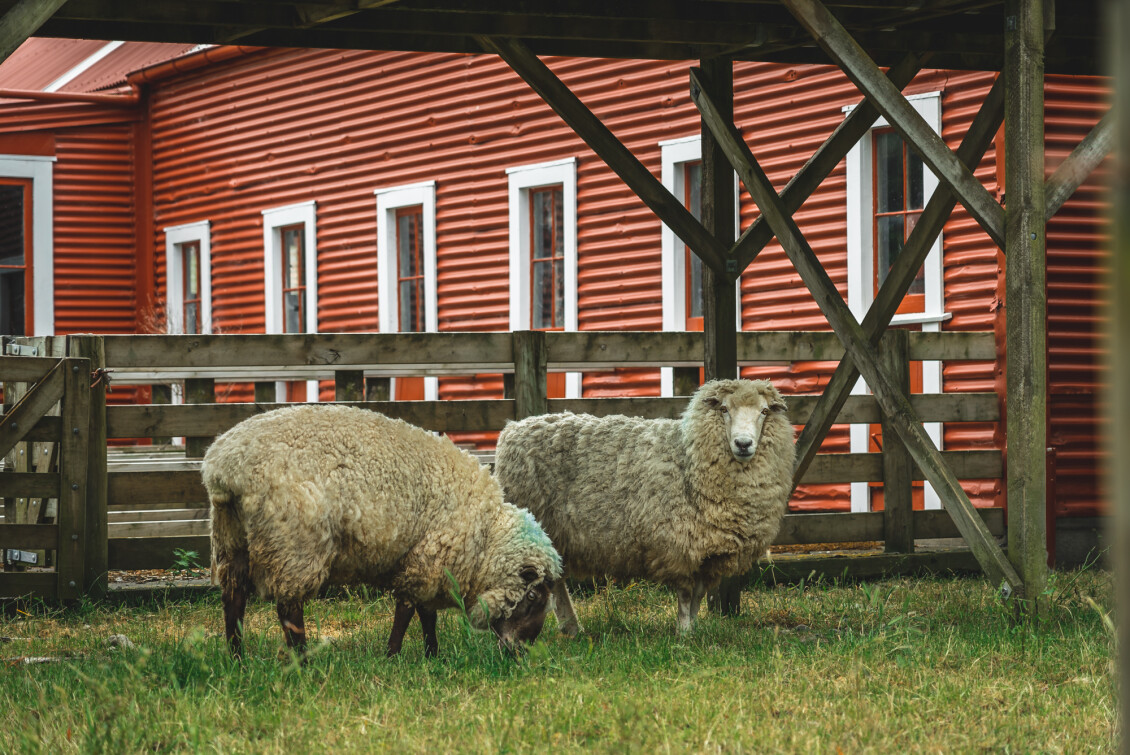 Two sheep at Battle Hill