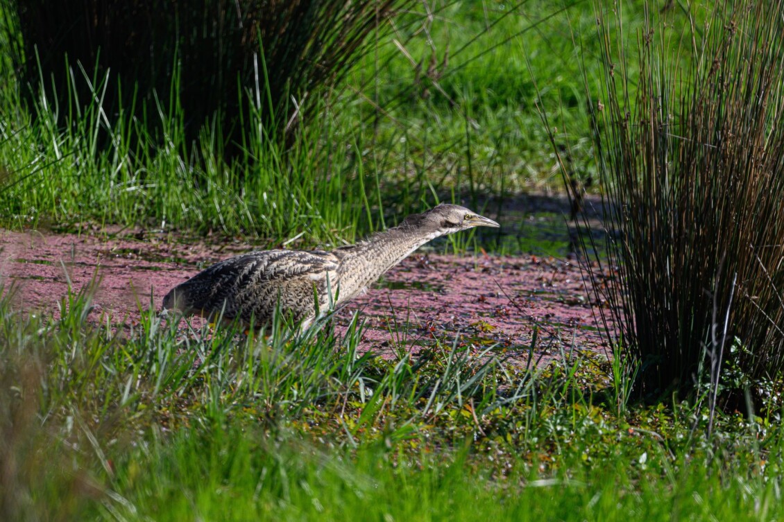 Bittern Credit FRAN BELL