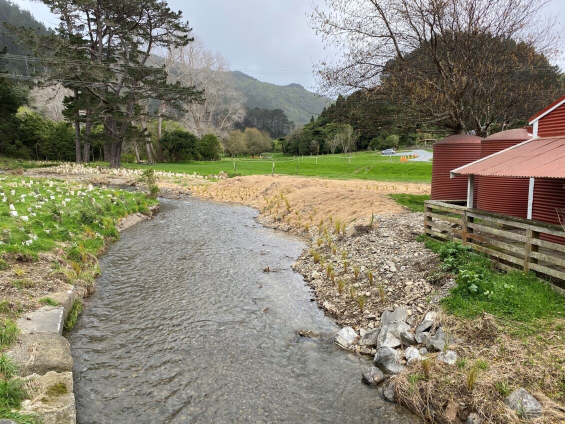 Horokiri Stream after the work - the part of the bank that had fallen away has now been built back up and planted with grasses