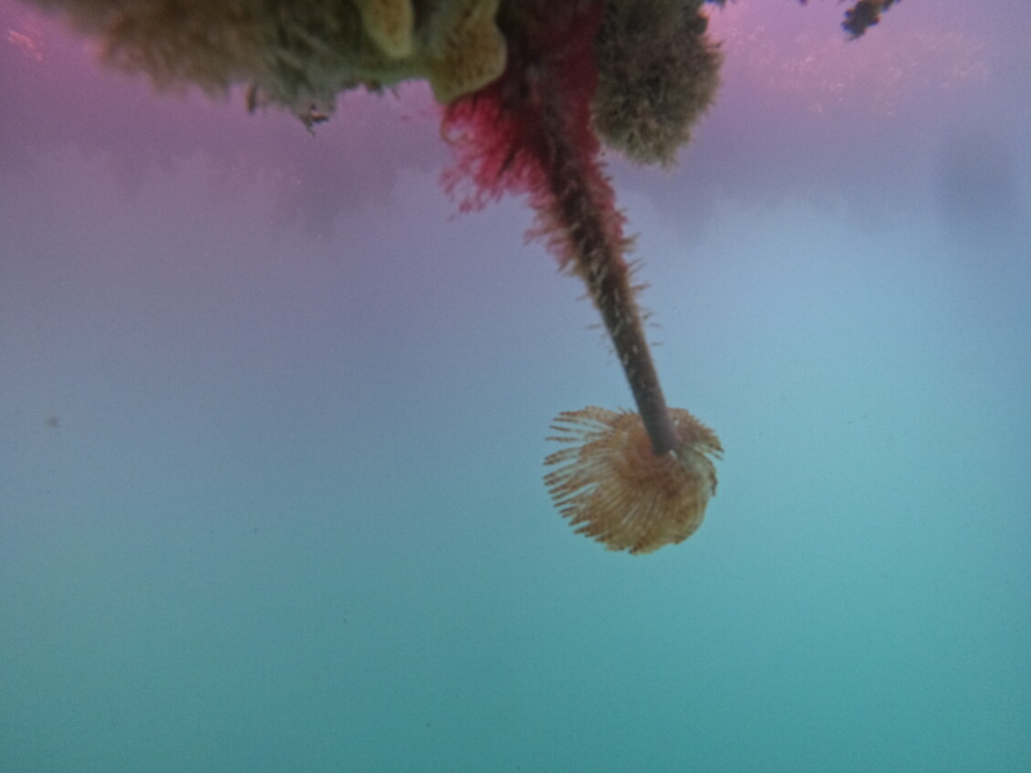 Mediterranean fanworm 2