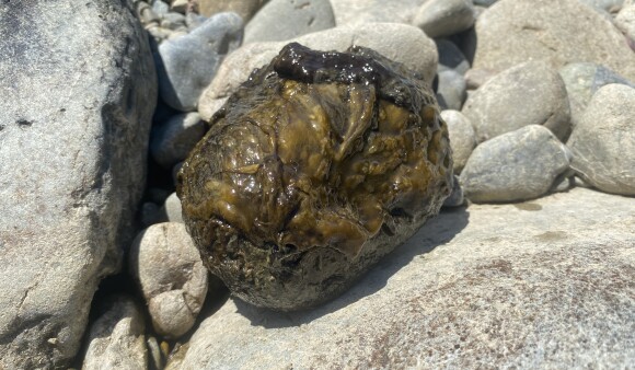 Toxic algae blooms in Wairarapa catchments/rivers – dogs and people should avoid contact with water 