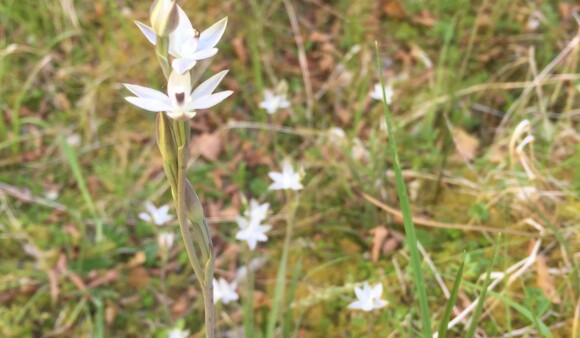 Cutting edge innovation protects native orchids