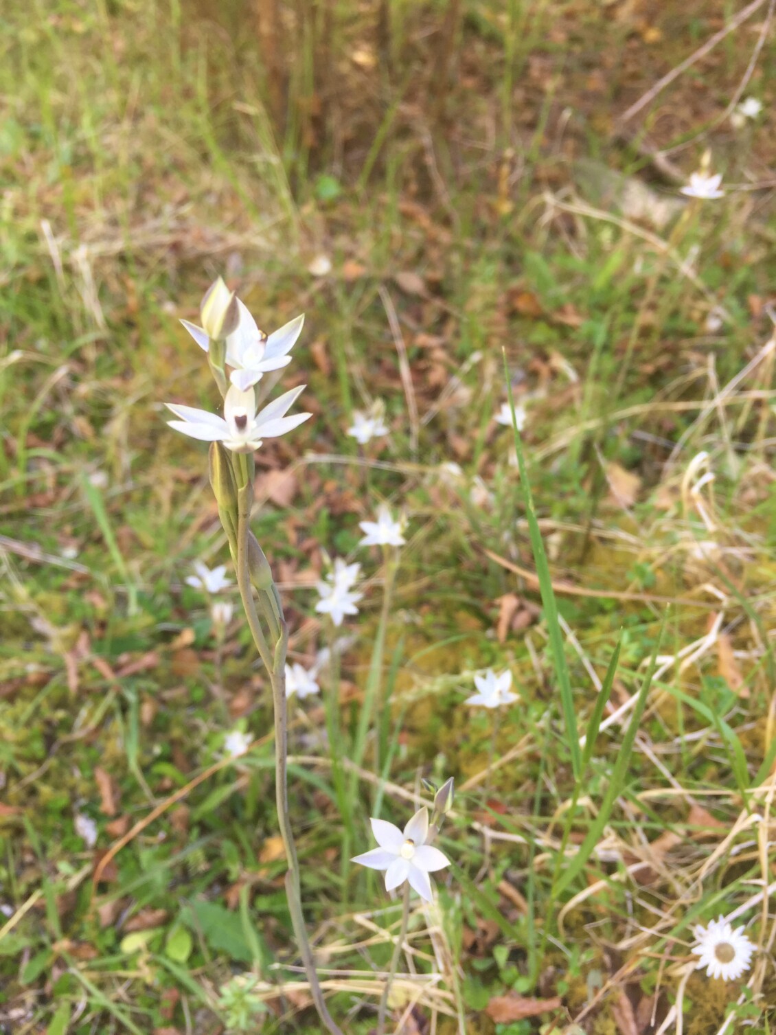 Sun orchid Thelymitra longifolia