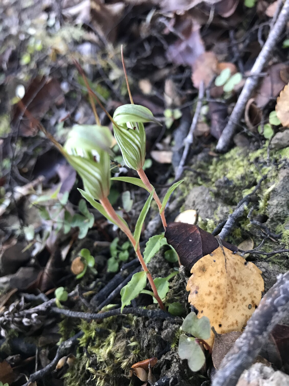 Winter greenhood orchid Pterostylis alobula