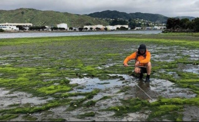 Hutt Estuary Intertidal Macroalgal Monitoring