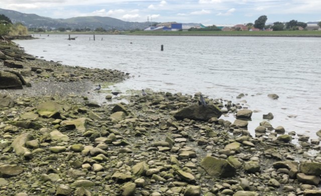 Hutt Estuary Intertidal Macroalgal Monitoring