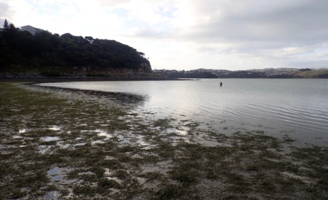 Te Awarua-o-Porirua Harbour Broad Scale Intertidal Habitat Mapping