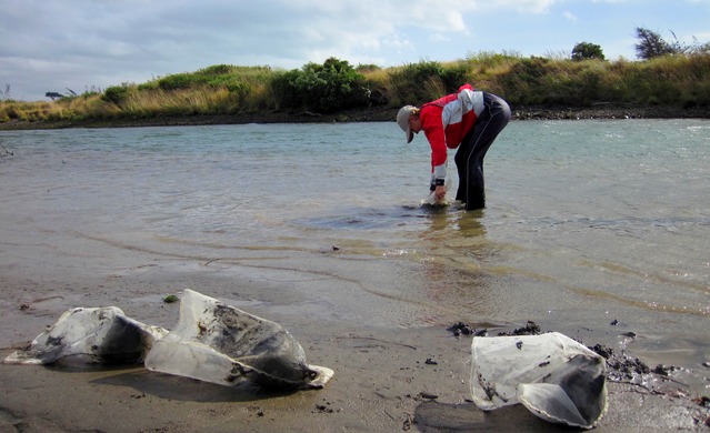 Waikanae Estuary Intertidal Sediment Monitoring