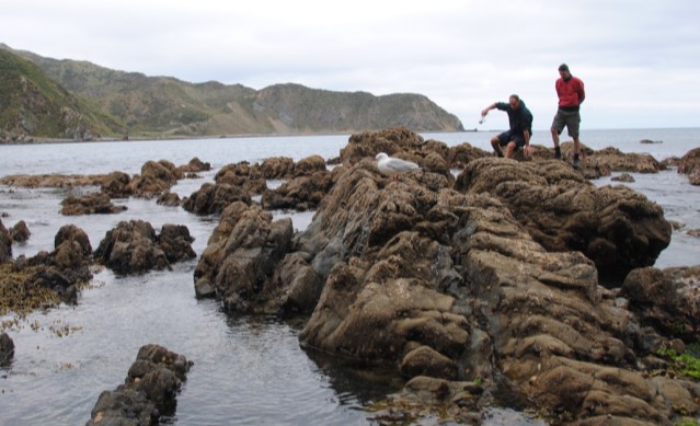 Te Whanganui-a-Tara / Wellington Harbour Whaitua: Review of Estuary Ecological Condition and Habitat Vulnerability